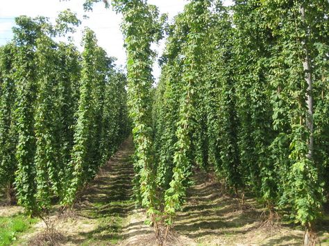 Hop Field like this grow in Grants Pass OR Hops Growing, Growing Hops, Scenery Inspiration, Hops Plant, Grants Pass Oregon, Climbing Trees, Farm Land, Grants Pass, Government Grants