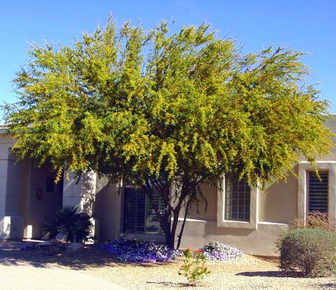 sweet acacia florida - Google Search Huisache Tree, Desert Landscape Front Yard, Drought Tolerant Trees, New England Garden, Desert Trees, Desert Willow, Arizona Gardening, Urban Garden Design, Arizona Landscape