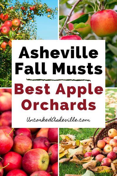 Fall In Asheville Nc, Cider Slushies, Asheville Fall, Ashville North Carolina, North Carolina Attractions, Best Apple Cider, Apple Orchards, Highlands Nc, North Carolina Travel