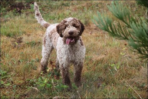 Langotto Romagnolo Lagotto Romagnolo, Rare Dog Breeds, Akc Breeds, World Wars, Rare Dogs, Rare Cats, Border Terrier, Man And Dog, Water Dog