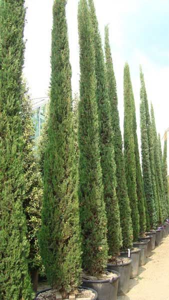 Italian Cypress Trees, Cupressus Sempervirens, Italian Cypress, Tuscan Landscaping, Exquisite Gardens, Mediterranean Landscaping, London Garden, Specimen Trees, Italian Garden