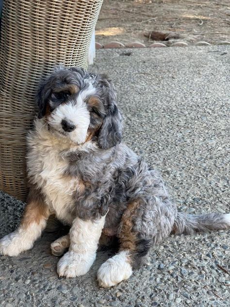 Merle Bernedoodle, Merle Bernedoodle Full Grown, Bernadoodle Puppy, Bernedoodle Puppy, Dog List, Secret Life Of Pets, Dog Cuts, Goldendoodle Puppy, Different Dogs