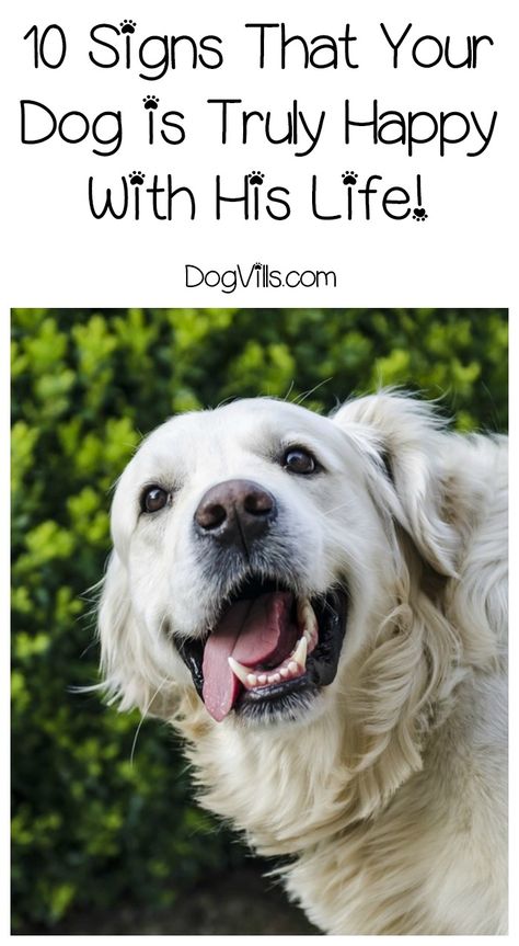 How Can You Tell if Your Dog is Happy With His Life? Dog Psychology, Dog Behavior Training, Training Puppy, Dog Behavior Problems, House Training Dogs, Dogs Are The Best, Dog Training Advice, Dog Brain, Best Dog Training