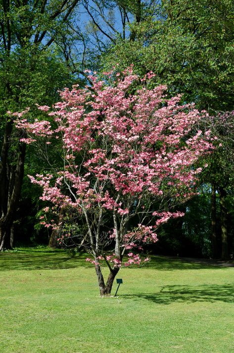 Cornus florida rubra, park Sigurt¨¤, Verona Italy. Flowering Cornus florida rubra #Sponsored , #ad, #affiliate, #florida, #park, #Italy, #rubra Small Flowering Trees, Cornus Florida, House Trees, Flowering Dogwood, Florida Springs, Dogwood Trees, Verona Italy, Dogwood Flowers, Pink Trees