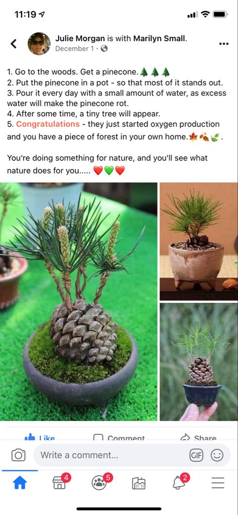 Growing A Pinecone, Pine Cone Seeds, Pine Cone Tree, Houseplant Care, Growing Herbs, Plant Mom, Growing Tree, Pine Cone, Grow Your Own