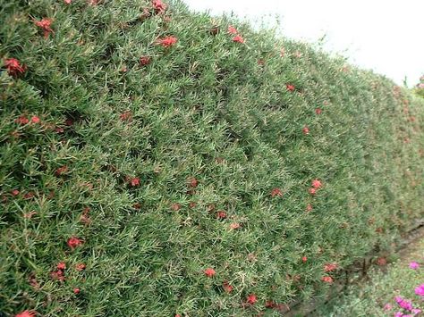 Grevillea Hedge Screening Plant Bush Garden, Garden Hedges, Australian Natives, Australian Native Garden, Hedging Plants, Plant Varieties, Australian Plants, Small Shrubs, Australian Garden