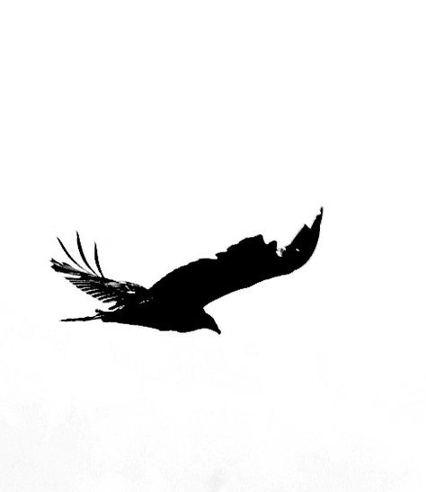 Gliding turkey vulture Black Vulture Tattoo, Turkey Vulture Tattoo, Vulture Tattoo Design, Vulture Sketch, Vulture Tattoo, Bird Silhouette Tattoos, Heron Tattoo, Turkey Vulture, Flying Tattoo