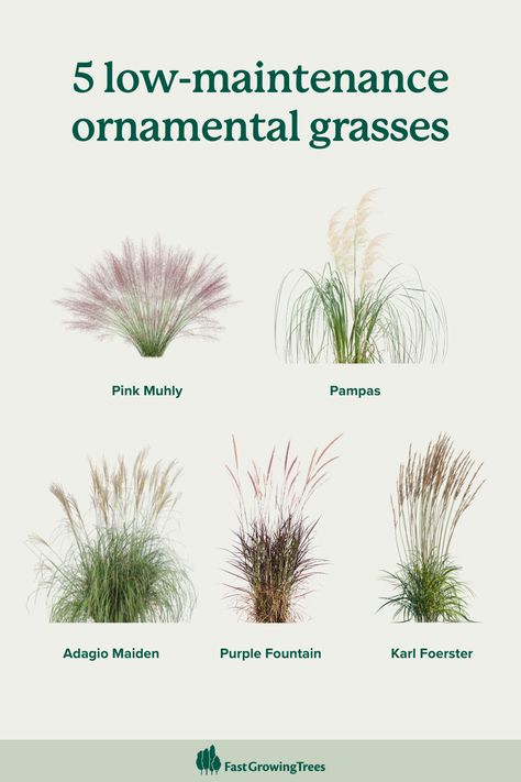 From the feathery plumes of Pampas Grass to the graceful arch of Fountain Grass, these versatile beauties add texture, movement, and year-round interest to any landscape. 🌾  Click the link in our bio to find the perfect ornamental grass for your yard.  #Landscaping #Gardening Ornamental Grass Landscape Front Yard, Hameln Fountain Grass Landscaping, Wild Grasses Landscaping, Small Grass Garden, Pampas Grass Landscape Front Yard, Grass Bushes Front Yards, Pampas Grass In Garden, Modern Grass Landscaping, Ornamental Grasses Karl Forester