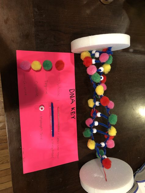 DNA Molecule Project ideas Dna Ornaments Diy, Dna Molecule Project, Dna Model Project Ideas Biology, Dna Model Project Ideas, Dentist School, Dna Model Project, Dna E Rna, Dna 3d, Bio Project