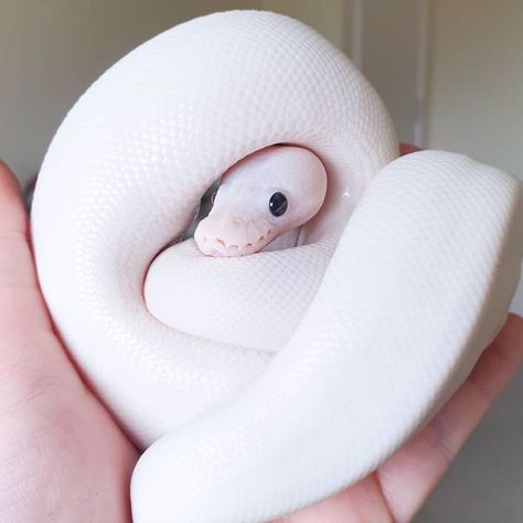 Albino Snake Cute, White Ball Python, Albino Snake, Albino Python, Albino Ball Python, Snake Cute, Python Morphs, Pretty Snakes, Ball Python Morphs