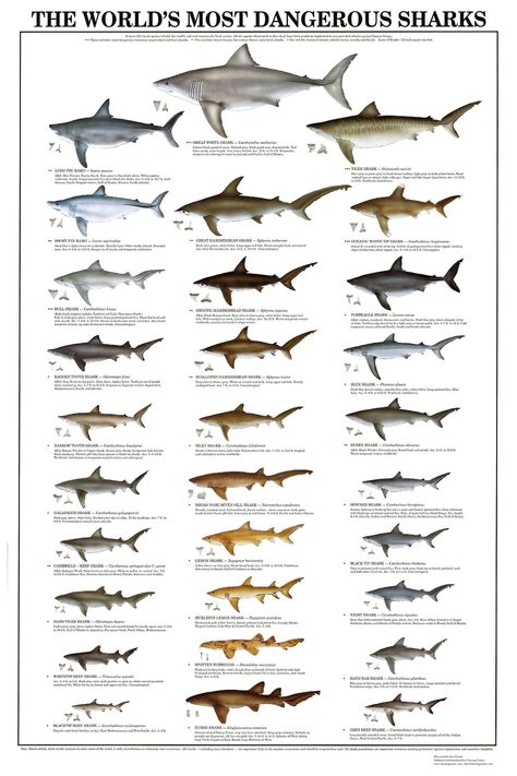 The World's Most Dangerous Sharks - Poster and Identification Chart Shark Scientific Illustration, Spotted Shark, Porbeagle Shark, Oceanic White Tip Shark, Black Tip Reef Shark, Caribbean Reef Shark, Great Hammerhead Shark, Dusky Shark, Sand Tiger Shark