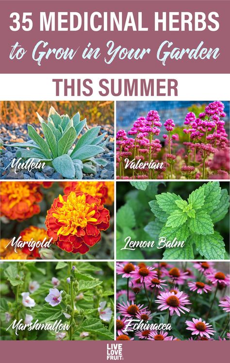 Herb And Medicinal Garden, Medical Herbs To Grow, Medicinal Herb Garden Plans, Medicine Herb Garden, Heal All Plant, Medicinal Garden Layout, Herbal Garden Design, Valerian Herb, Medical Flowers