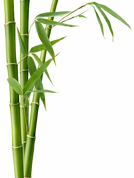 Bamboo Drawing, Bamboo Landscape, Bamboo Background, The Five Elements, Bamboo Leaf, Bamboo Plant, Five Elements, Bamboo Art, Black And White Art Drawing