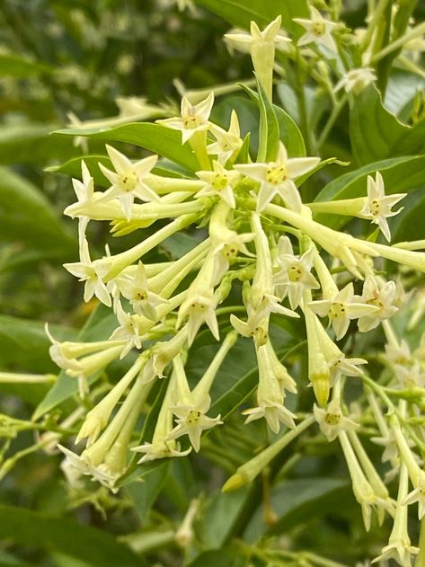 Jasmine Plant Care, Cestrum Nocturnum, Night Blooming Jasmine, Flowering House Plants, Indoor Flowering Plants, Jasmine Plant, Plant House, Indoor Plant Care, Plant Diseases