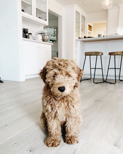 If you are looking for an engaging, family-friendly dog who won’t take up too much space on the couch, then the Miniature Goldendoodle (A.K.A. Mini Groodle) might be the perfect match for you.This hybrid dog originated from two purebred breeds, the Golden Retriever and the Miniature Poodle, and... Miniature Goldendoodle, Goldendoodle Miniature, Family Friendly Dogs, Mini Goldendoodle Puppies, Hybrid Dogs, Mini Goldendoodle, Goldendoodle Puppy, Golden Retriever Puppy, Blue Heeler