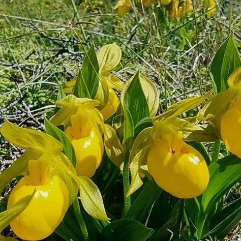 Oron Peri on Instagram: "Cypripedium parviflorum - Newfoundland, Canada  #cypripedium #orchids #orchidaceae #orchidlover #terrestrialorchid #wildflowers #yellowflowers #newfoundland #northamericanflora #flowers #flowersinstagram" Newfoundland Canada, Flowers Instagram, July 1, Newfoundland, Yellow Flowers, Orchids, Wild Flowers, North American, Plants