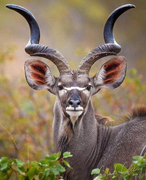 Impala Animal, South African Animals, African Wildlife Photography, Wild Bull, Animals With Horns, Animal Photography Wildlife, Wild Animals Photography, Africa Wildlife, Majestic Animals