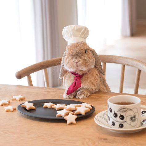 PuiPui the bunny (@mumitan) on Instagram: “* Michelin-star chef ⭐︎ PuiPui 三つ星シェフならぬ11つ星シェフだぉ⭐︎ * #ルスルス #chef” Pet Bunny Rabbits, Mini Lop, Beautiful Rabbit, Cute Buns, Cute Bunny Pictures, Rabbit Easter, Bunny Pictures, Pet Bunny