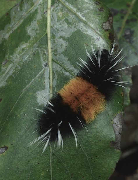 fuzzy caterpillar Woolybear Caterpillar, Fuzzy Caterpillar, Ranger Rick, Interesting Insects, Herding Cats, Fuzzy Wuzzy, Water Animals, Bugs And Insects, Children's Book Illustration