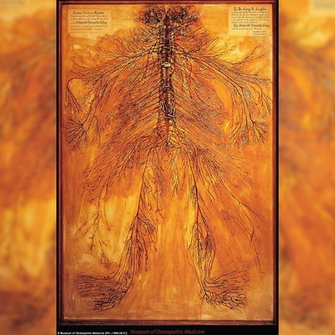 This is an intact human nervous system that was dissected by 2 osteopathic students in 1925. It took them over 1500 hours. There are only 4 of these in the world. This one is on display at the Museum of Osteopathic Medicine at A.T. Still University in Kirksville. The students  M.A. Schalck and L.P. Ramsdell  spent 1500 hours of their lives completing the painstaking dissection the body's nervous system beginning at the base of the brain and working downward leaving the system in one continuous piece. "Medical students come into the museum and stare at it in amazement" Jason Haxton director of the museum. "Sometimes they'll run in after a test to check their work. People familiar with dissection say this is truly a miracle piece." "After they cleared each nerve they rolled them in cotton batting soaked in some kind of preservative" Haxton said. (The exact preservative chemicals used are unknown.) "So as they worked their way down there was just a mass of little rolls of cotton." After 1500 hours of surgery Schalck and Ramsdell mounted the dissected nervous system on a slab of shellacked wood. They added hundreds of paper labels to the display and exhibited the finished dissection at medical conferences and museums around the country. Schalck and Ramsdell's nervous system is one of only four such dissections in the world.  #osteopathy #Anatomy #Physiology #osteo #ClassicalOsteopathy #HamOnt #CAO #ManualTherapy #AlternativeMedicine #Love #osteopathic #Health #ATStill #picoftheday #instagood #Instahealth #Instalike #PhotooftheDay #osteopath #igers #follow Kirksville Missouri, Human Nervous System, Human Body Systems, Science Photos, Med Student, Body Systems, Medical Students, Deep Learning, Museum Of Modern Art