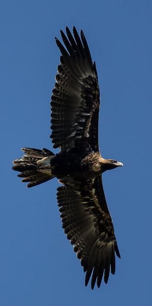 Wedgetail Eagle, Wedge Tailed Eagle, Eagle Drawing, Forearm Tattoo Design, Eagle Tattoos, Eagle Wings, Eagle Art, Eagle Tattoo, Australian Birds