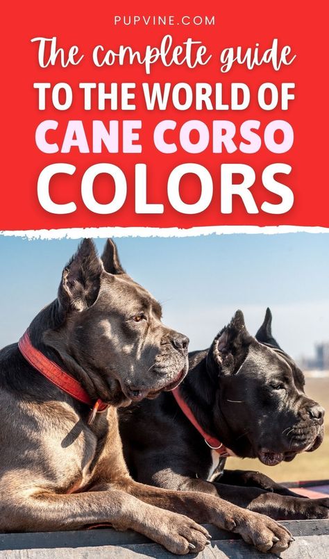 The Cane Corso is a majestic dog breed with an imposing appearance. They are serious dogs for people who are serious about having a dog as a companion. You shouldn’t expect a Cane Corso to buddy up with everyone it meets as it has no interest in people or other pets outside its family. But, those within the family will have his undivided protection and loyalty. They are most often compared to Rottweilers and Pitbulls for their loyalty and commitment to family. Cane Corso Colors, Female Cane Corso, Brindle Cane Corso, Blue Cane Corso, Cool Dog Tricks, Schutzhund Training, Fawn Brindle, Majestic Dog, Cane Corso Breeders