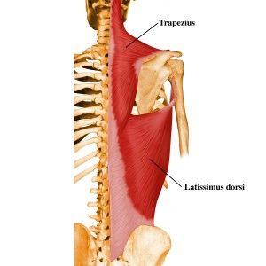 Some people would be wise to leave out pull-ups - at least temporarily. Best Lat Exercises, Good Back Workouts, Bodybuilding Program, Latissimus Dorsi, Strength Training Program, Performance Training, Workout Stuff, Muscle Anatomy, Human Anatomy And Physiology