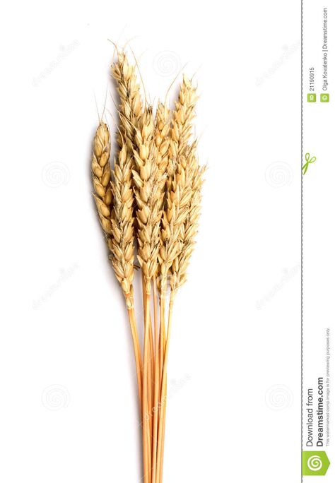 Sheaf of dried ears of corn. Isolated on white , #Sponsored, #ears, #dried, #Sheaf, #white, #Isolated #ad Corn Stock, Ears Of Corn, White Image, Acrylic Paintings, Abstract Design, Bobby Pins, Corn, Cards Handmade, Royalty Free Stock Photos