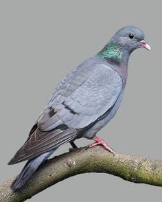 Doves and Pigeons: folklore. Birds are my magical muse of choice at the moment. Stock Dove, Le Pigeon, Gabbar Singh, Pigeon Pictures, Pigeon Loft, Pigeon Breeds, Wood Pigeon, Dove Pigeon, Racing Pigeons