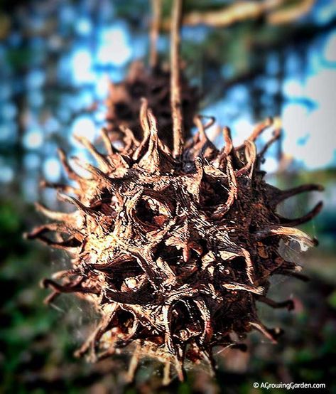 Sweet Gum Balls, Witches Balls, Witches Burrs Sweet Gum Balls Witchcraft, Sweet Gum Balls Crafts, Sweetgum Crafts, Garden Witchcraft, Witches Burrs, Granny Magic, Sweet Gum Tree, Magical Item, Witch Balls