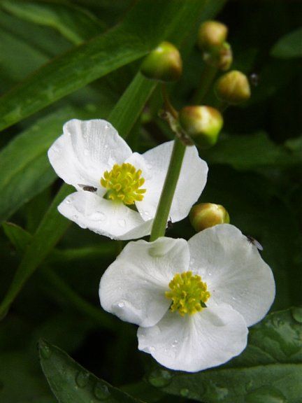 Arrowhead AKA Wapato (Sagittaria latifolia) Sagittaria Latifolia, Flowers Exotic, Habitat Garden, Winter Gardening, Green Lettuce, Wildflower Tattoo, Big House, Perennial Plants, Winter Garden