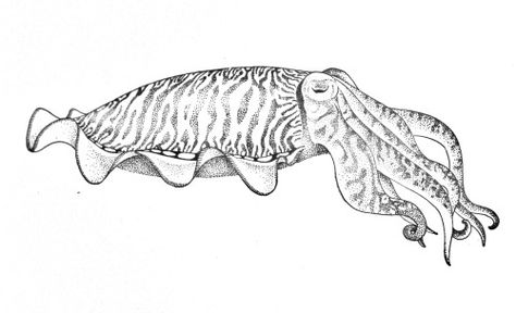 This is the sample cuttlefish which someone caught from the jetty. I drew it at the jetty. This is what I do when I'm not teaching Cuddlefish Tattoos, Cuttlefish Drawing, Cuttlefish Tattoo, Cuttlefish Art, Marine Tattoo, Sea Tattoo, Ocean Tattoos, Animal Sketches, Lion Tattoo