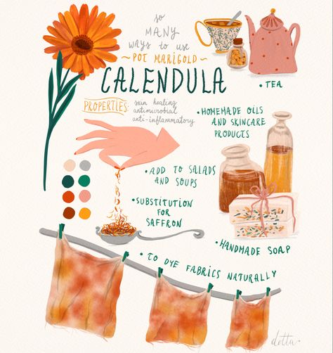 Calendula Tea Benefits, Calendula Magic, Calendula Aesthetic, Marigold Tea, Calendula Soap, Pot Marigold, Calendula Tea, Homemade Skincare, Healing Garden