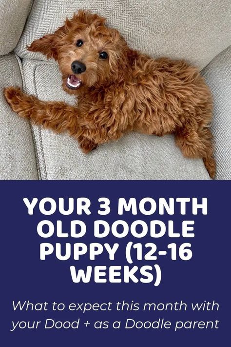 Your 3-Month Old Puppy (Your Doodle at 12-16 Weeks) - Doodle Doods Apricot Goldendoodle Standard, Goldendoodle Training, Puppy Doodle, Feeding Puppy, Puppy Schedule, Goldendoodle Grooming, Mini Goldendoodle Puppies, Puppy Coats, 3 Month Old