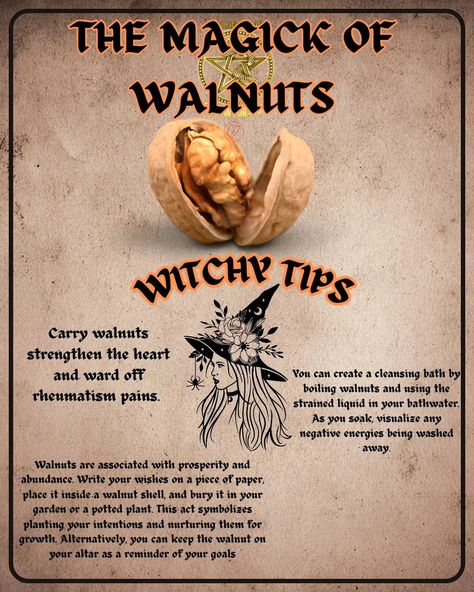 🌿✨ Discover the mystical power of walnuts in witchcraft! These magical nuts are sacred to deities like Zeus and Jupiter and are used for various enchanting purposes: - **Protection & Wisdom**: Walnut wood and leaves are used in protective spells and rituals, enhancing wisdom and intellect. - **Manifestation**: Write your intention, place it inside a walnut shell, seal it, and bury it to "grow" your desires. - **Cleansing**: Use walnuts in cleansing baths to strip away negativity and sever un... Walnut Magical Properties, Protective Spells, Spells And Rituals, Witch Spell Book, Witchy Crafts, Herbal Magic, Walnut Shell, Witch Spell, Baby Witch