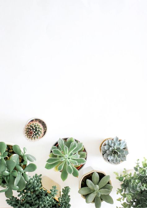 Free Plant Printables, Aesthetic Plant Wallpaper, Wallpaper Plant, Succulents Wallpaper, Botanical Printables, Wallpaper Tablet, Aesthetic Plant, Plant Room, Background Bright