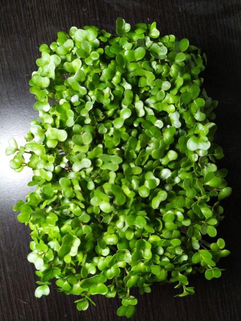 There are many good reasons for the radish microgreen popularity. For foodies and chefs, radish microgreens add fresh flavor, crunchy texture, and spiciness to food. Radish microgreens are also packed with vitamins and vital nutrients. Radish Microgreens, Microgreens Growing, Microgreens Recipe, Growing Microgreens, Growing Business, Nature's Bounty, Garden Kits, Organic Herbs, Radishes