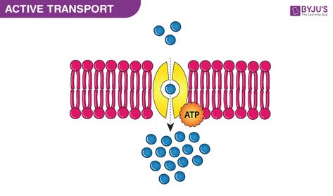 Active Transport Cell Definition, Sodium Potassium Pump, Cardiac Muscle Cell, Facilitated Diffusion, Active Transport, Passive Transport, Extracellular Fluid, Mineral Nutrition, High Potassium