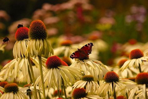 Native Tennessee Flowers, Tennessee Gardening, Pollinating Flowers, Native Plant Landscape, Butterfly Garden Plants, Plant Landscape, Partial Shade Plants, Hardy Hibiscus, Eastern Redbud