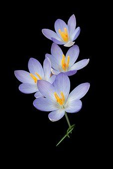 Free Flower Wallpaper, Freesia Flowers, Crocus Flower, Beautiful Flowers Photography, Beautiful Flowers Wallpapers, Arte Inspo, Nature Backgrounds, Exotic Flowers, Flowers Nature