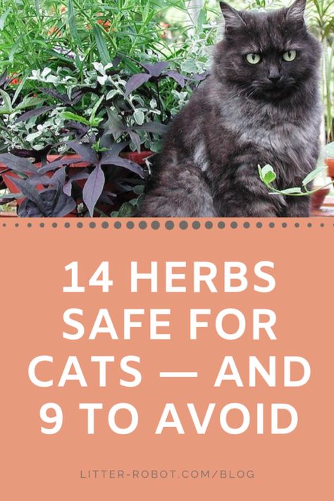 Indoor Grass For Cats, Herbs Safe For Cats, Cat Friendly Herb Garden, Cat Safe Herbs, Cat Herb Garden, Cat Friendly Herbs, Herbs For Cats, Indoor Cat Garden, Feline Acne