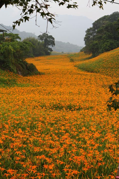 "Consider the lilies of the field, how they grow; the neither toil nor spin, yet I tell you, not even Solomon in all his glory was not arrayed like one of these." -Matthew 6:28-29 Nature Aesthetic, Pretty Places, Flower Field, Orange Flowers, Nature Beauty, Pretty Pictures, Beautiful World, Beautiful Landscapes, Mother Nature