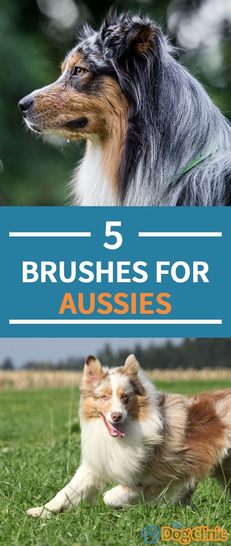 Groomed Australian Shepherd, Aussie Grooming Styles, How To Groom An Australian Shepherd, Training Australian Shepherd Puppy, Aussie Haircut Styles, Australian Shepherd Haircut Styles, Australian Shepherd Grooming Styles, Australian Shepherd Haircut, Australian Shepherd Grooming