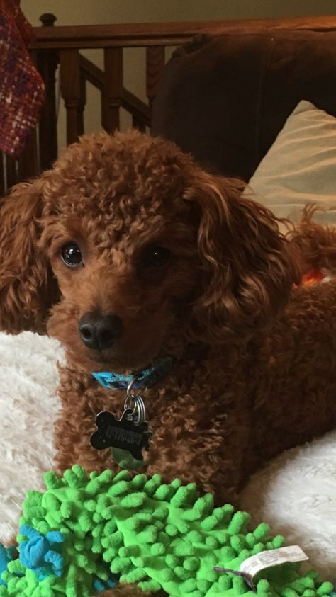 Miniature red poodle Miniature Poodle Haircuts, Poodle Haircut Styles, Brown Poodle, Pure Breed Dogs, Poodle Haircut, Poodle Dogs, Poodle Cuts, Red Poodles, Puppy Cut