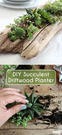 A driftwood succulent planter brings a rustic elegance to your dinner or coffee table, regardless of how formal or casual the setting is. This DIY shows you how to make this easily (and it's not just doable with driftwood -- you can use an old branch, too!). Driftwood Orchid Planter, Driftwood Succulent Planter, Succulent Driftwood, Diy Planters Indoor, Indoor Succulent Planter, Succulent Containers, Wood Succulent Planter, Driftwood Planters, Planters Diy