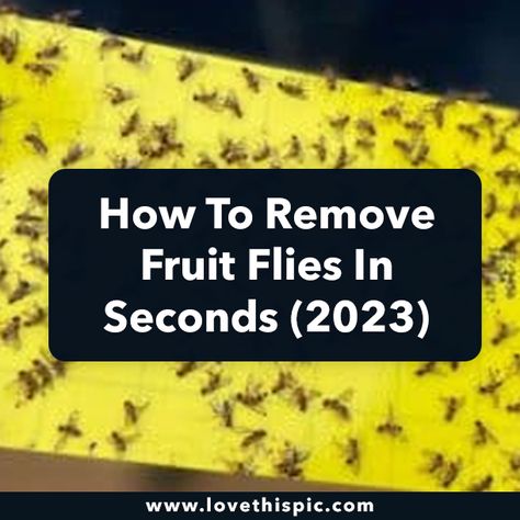 How To Remove Fruit Flies In Seconds (2023) Aromatic Plant, Ripe Fruit, Food Scraps, Fruit Flies, Dirty Dishes, Food Covers, Natural Sugar, Cleaning Routine, Kitchen Hacks