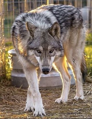 Wolf Hind Legs Reference, Wolf Growling Reference, Stalking Wolf, Wolf Pup Reference, Wolf Looking Up, Wolf Running Side View, Scott Wolf, Wolves Laying Down, Wolf Poses