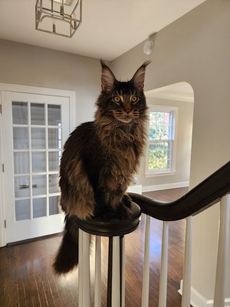 Massimo Majesty, Maine Coons, Kitten, Cat, Maine Coon Cub, 2022 Man Coone Cat, Brown Maine Coone Cat, Mancoon Cat Kittens, Pretty Cat Breeds, Brown Maine Coone, Maincoon Cat Big, Main Coone Kitten, Maine Coone Aesthetic, Mane Coone Cats