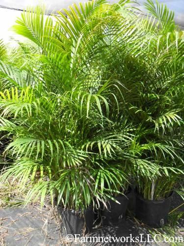 Shady Courtyard, Courtyard Ideas, Areca Palm, Small Leaf, Tropical Plants, Palm Tree, Palm Beach, House Decor, Palm Trees