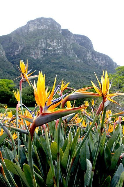 c8821354e4d4d028522b331438ed5857 Flower Season, Gardens Of The World, Africa Do Sul, Out Of Africa, Cape Town South Africa, Kew Gardens, Wild Card, Southern Africa, Exotic Flowers